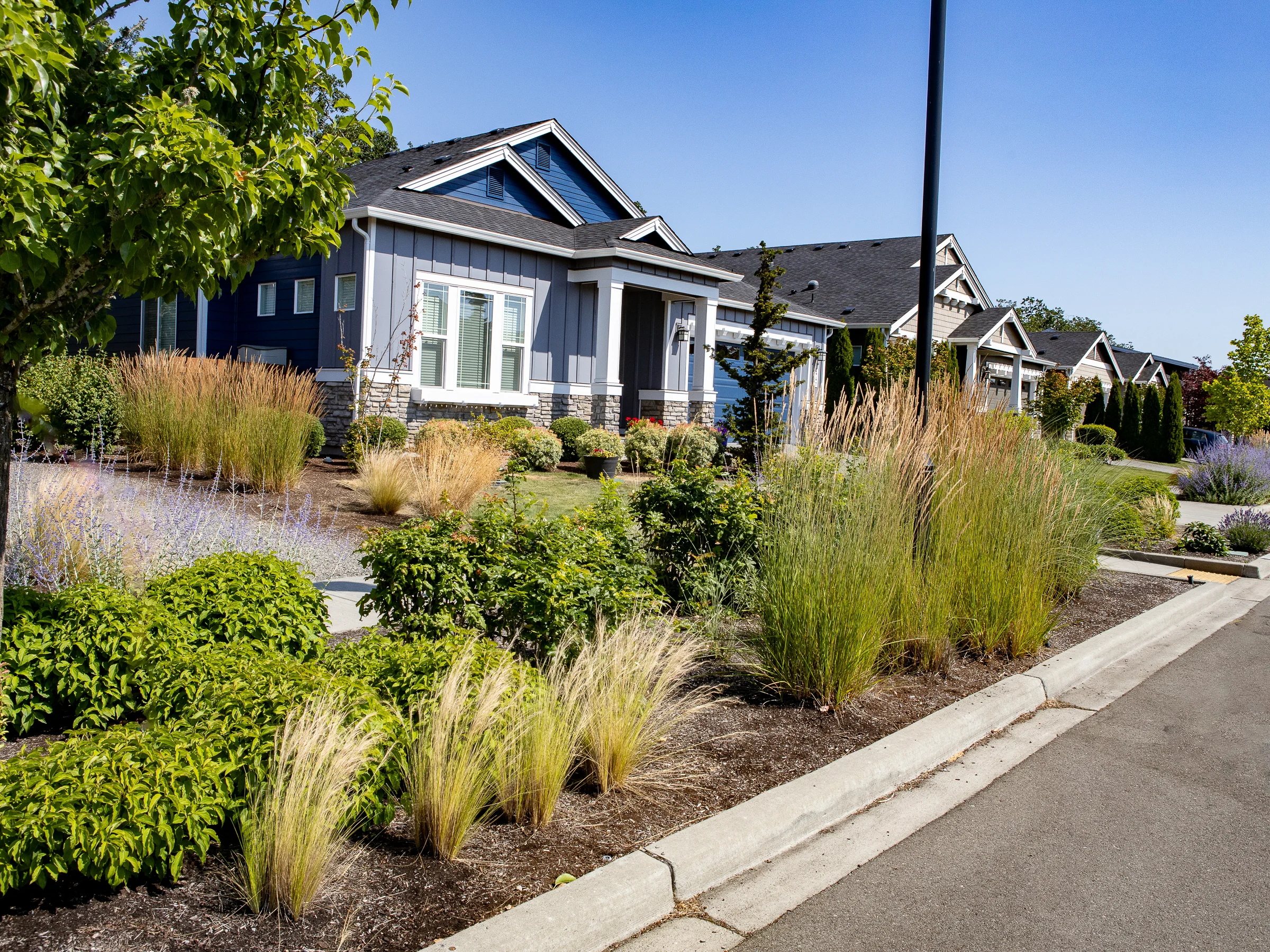 A row of modern single-story houses with well-maintained lawns and landscaped gardens featuring lush green bushes, tall grasses, and purple flowering plants on a sunny day.