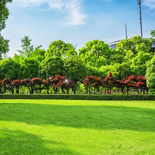 A sunny park with a well-maintained lawn, a row of green and red-leaved trees in the background, and a few buildings partially hidden behind the trees. The sky is blue with a few clouds.