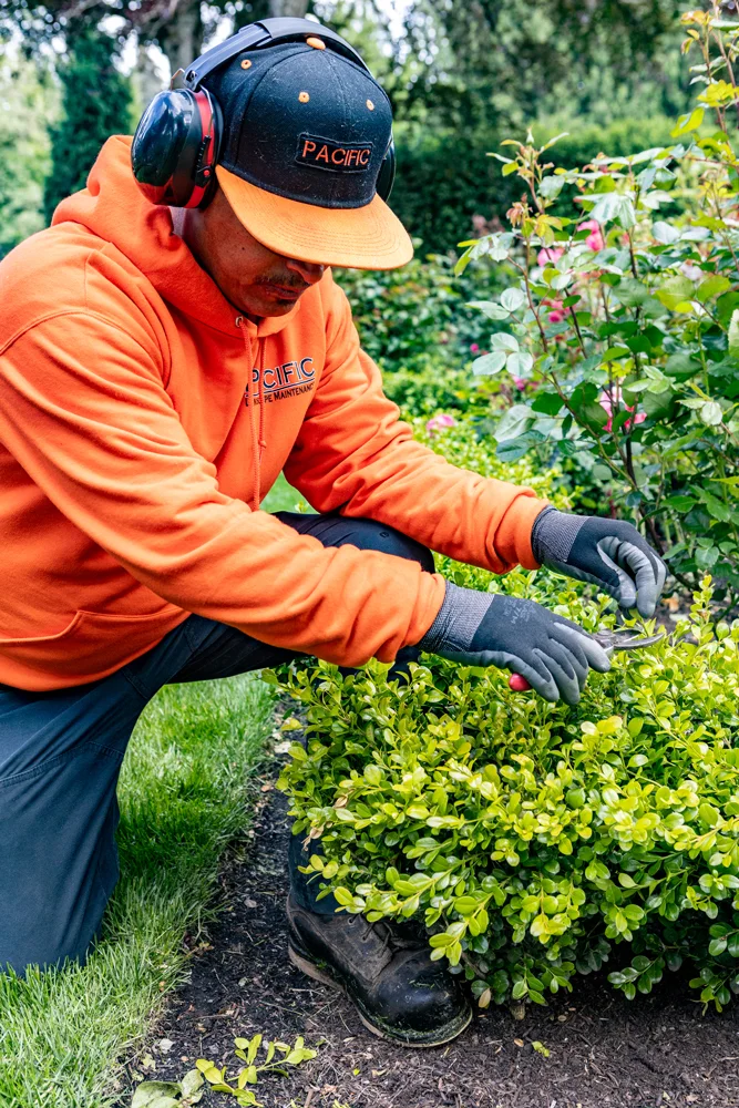 A person in an orange hoodie and black cap, kneeling and trimming a hedge in a garden. They are wearing gloves and protective earmuffs, with flowers and greenery in the background.