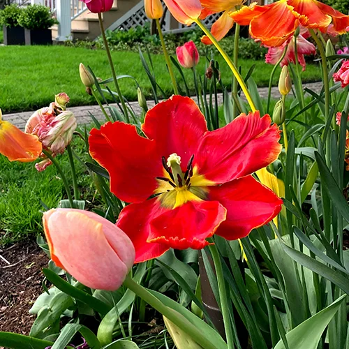 A vibrant garden bed with various colorful tulips in full bloom, including a prominent large red tulip with yellow center and ruffled petals, set against a backdrop of green grass and a walkway.