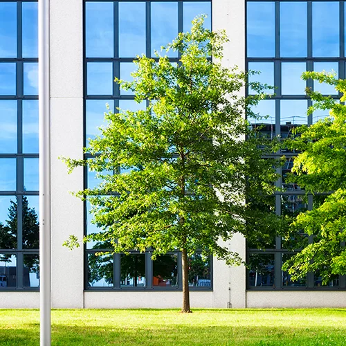 A green leafy tree standing in front of a modern building with large reflective glass windows. The reflection shows blue sky and greenery. The ground around the tree is covered in grass.