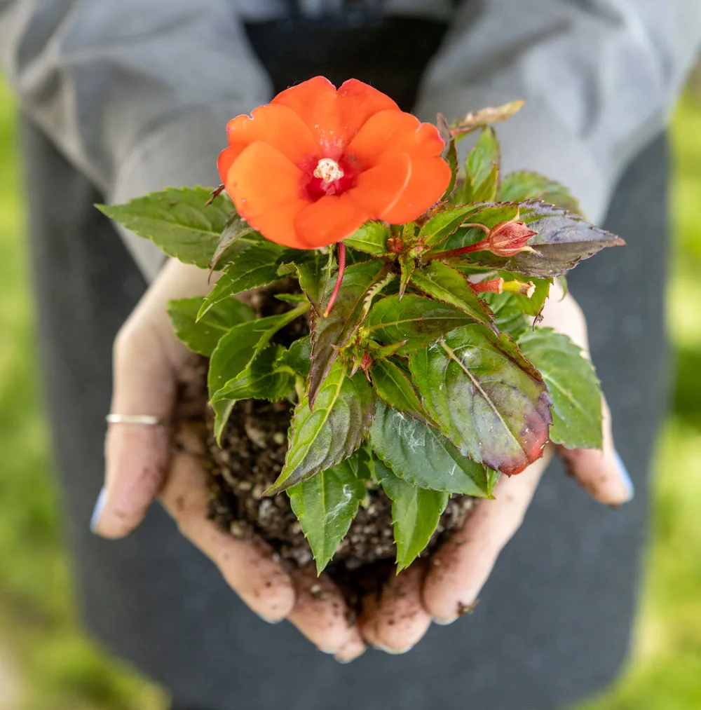 Person holding a soil-rooted plant with an orange flower in their hands. Hands are slightly dirty, with a slight blur in the background.