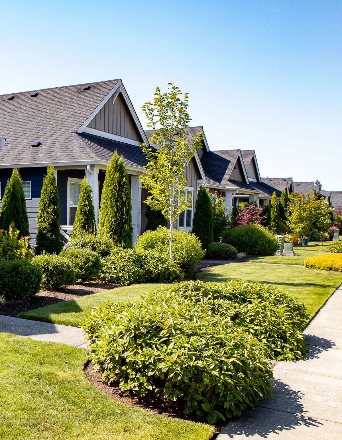 A row of modern suburban houses with landscaped front yards featuring green shrubs, small trees, and neatly trimmed lawns under a clear blue sky. A sidewalk runs alongside the yards.