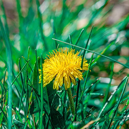 A bright yellow dandelion flower in full bloom stands out amidst a background of green grass and foliage.