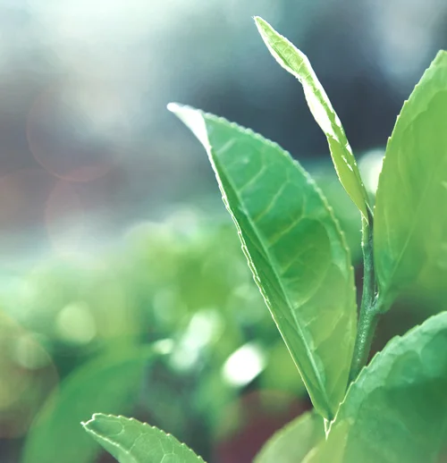 Close-up of a green plant with fresh leaves, set against a blurred background with soft lighting. The image emphasizes the natural beauty and delicate details of the leaves.
