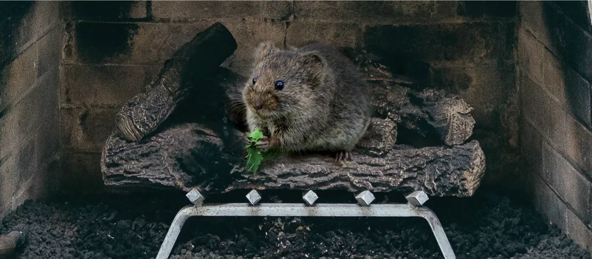 A small, fluffy rodent sits on logs inside a fireplace, holding a piece of green vegetation. The fireplace has charred walls and a grate in front.