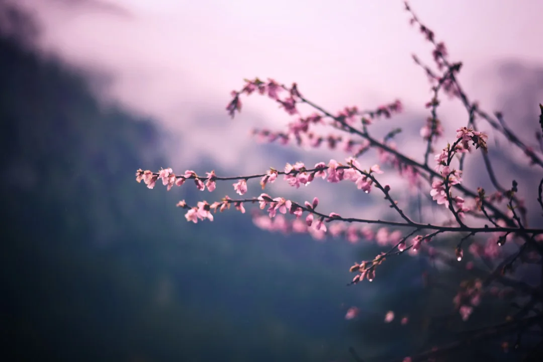 Branches with delicate pink blossoms set against a blurred, misty background, creating a serene and tranquil scene.