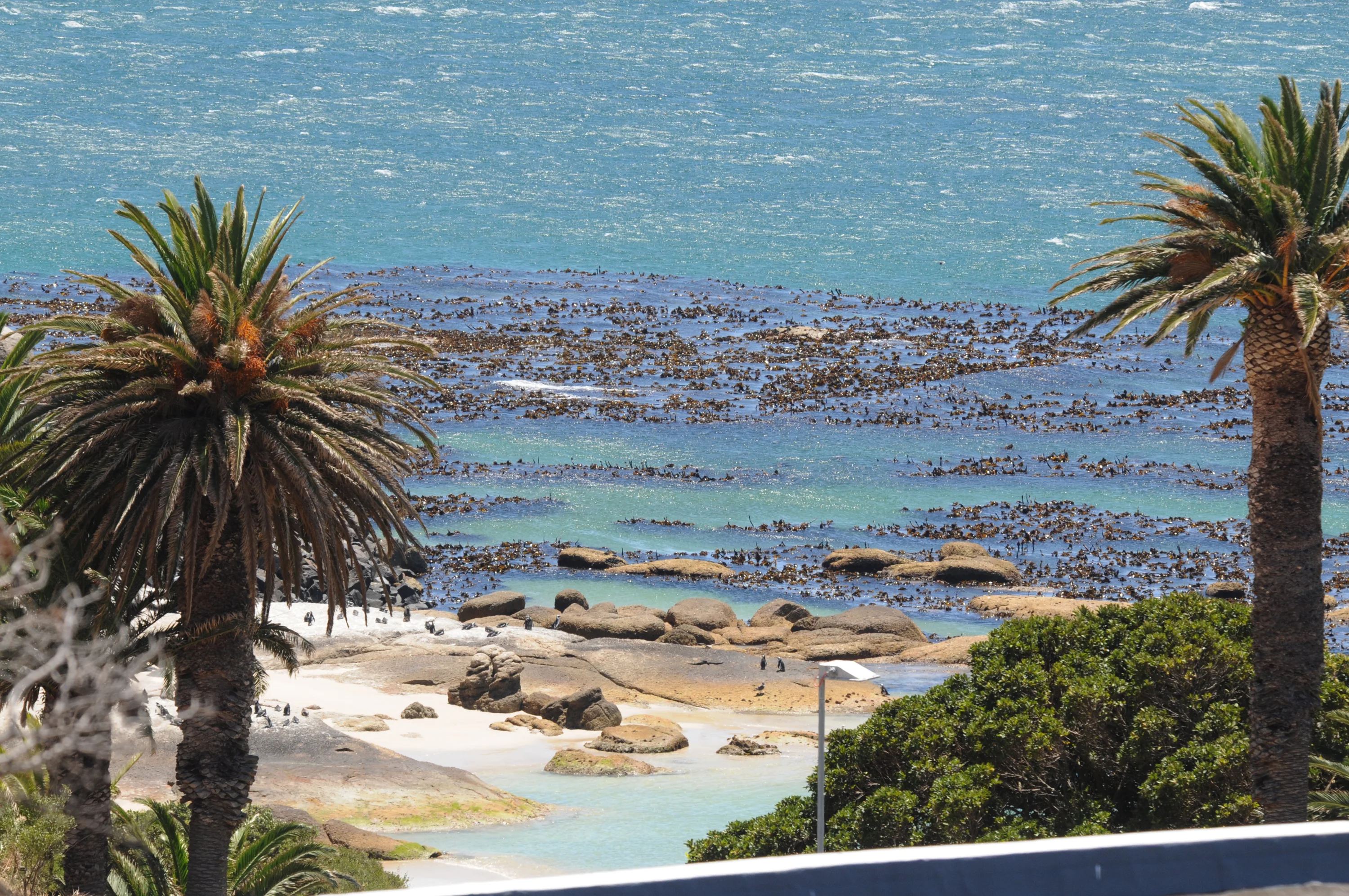 A coastal scene with palm trees, a rocky beach, and turquoise blue water. Seaweed covers the water near the shore, and small rocks are scattered across the sandy area.