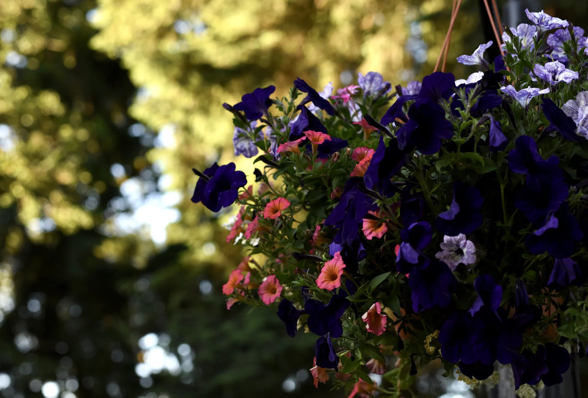 Close-up of a hanging basket with deep purple and pink petunias against a sunlit bokeh background