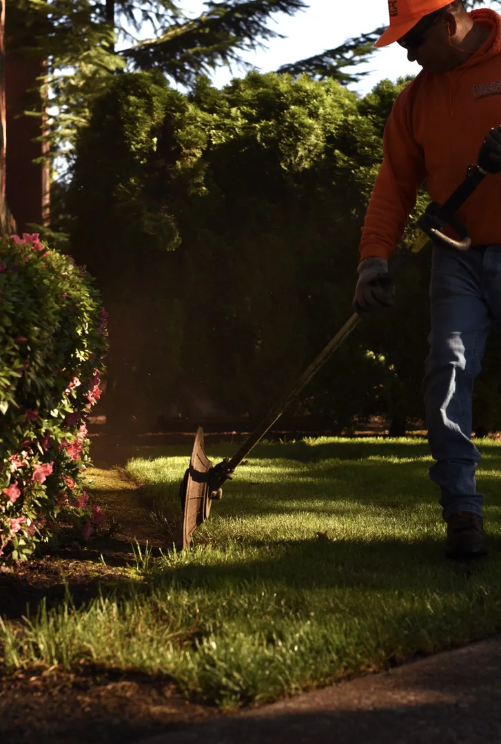 Worker using a string trimmer to edge grass beside flowering shrubs in warm late-afternoon light.
