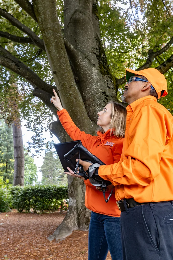 Two people in orange outdoor clothing examine a large tree. One points upwards while holding a tablet, and the other looks up, wearing a cap and sunglasses. Trees and shrubs surround them.