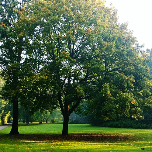 A large tree with dense green foliage stands in a sunlit park. The grassy area beneath the tree is shaded, with fallen leaves scattered around. A path is visible on the left side.