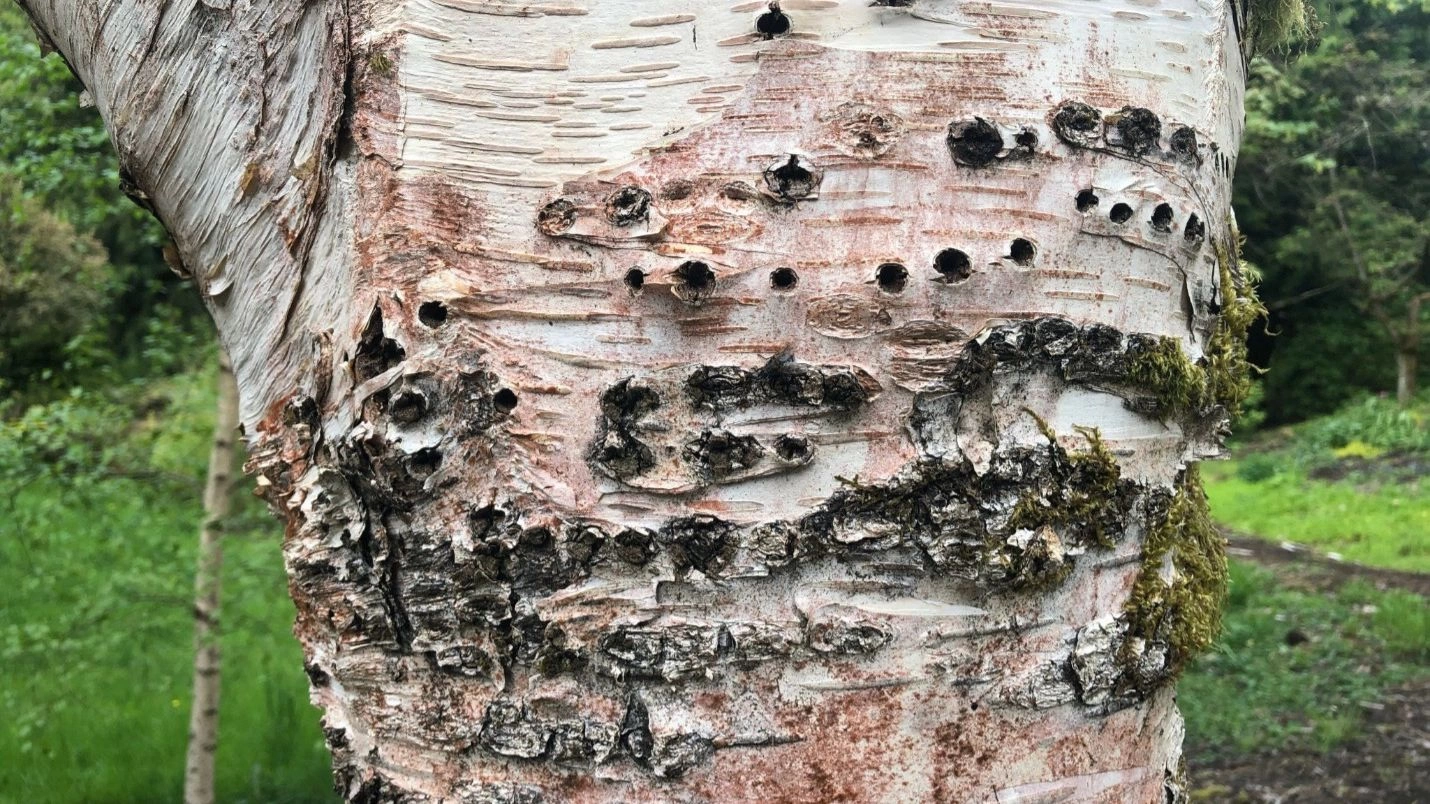 Close-up of a tree trunk showing bark that is light in color with multiple small holes and patches of dark, peeling sections. Green foliage and grass are seen in the blurred background.