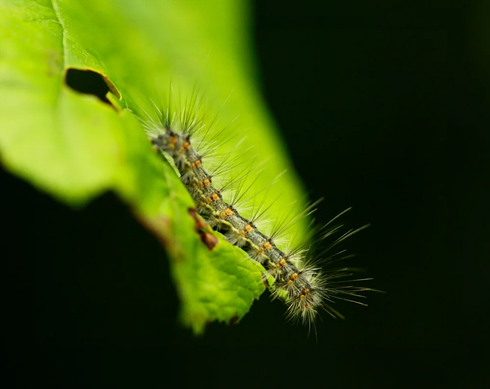 A close-up of a caterpillar with long spiky hairs crawling on the edge of a green leaf with a dark, blurred background.