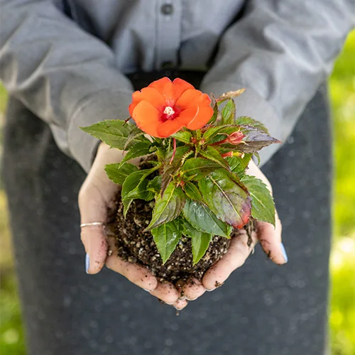 Person in a gray shirt and skirt holding a small red-flowered plant with soil in their cupped hands, against a blurred green background.