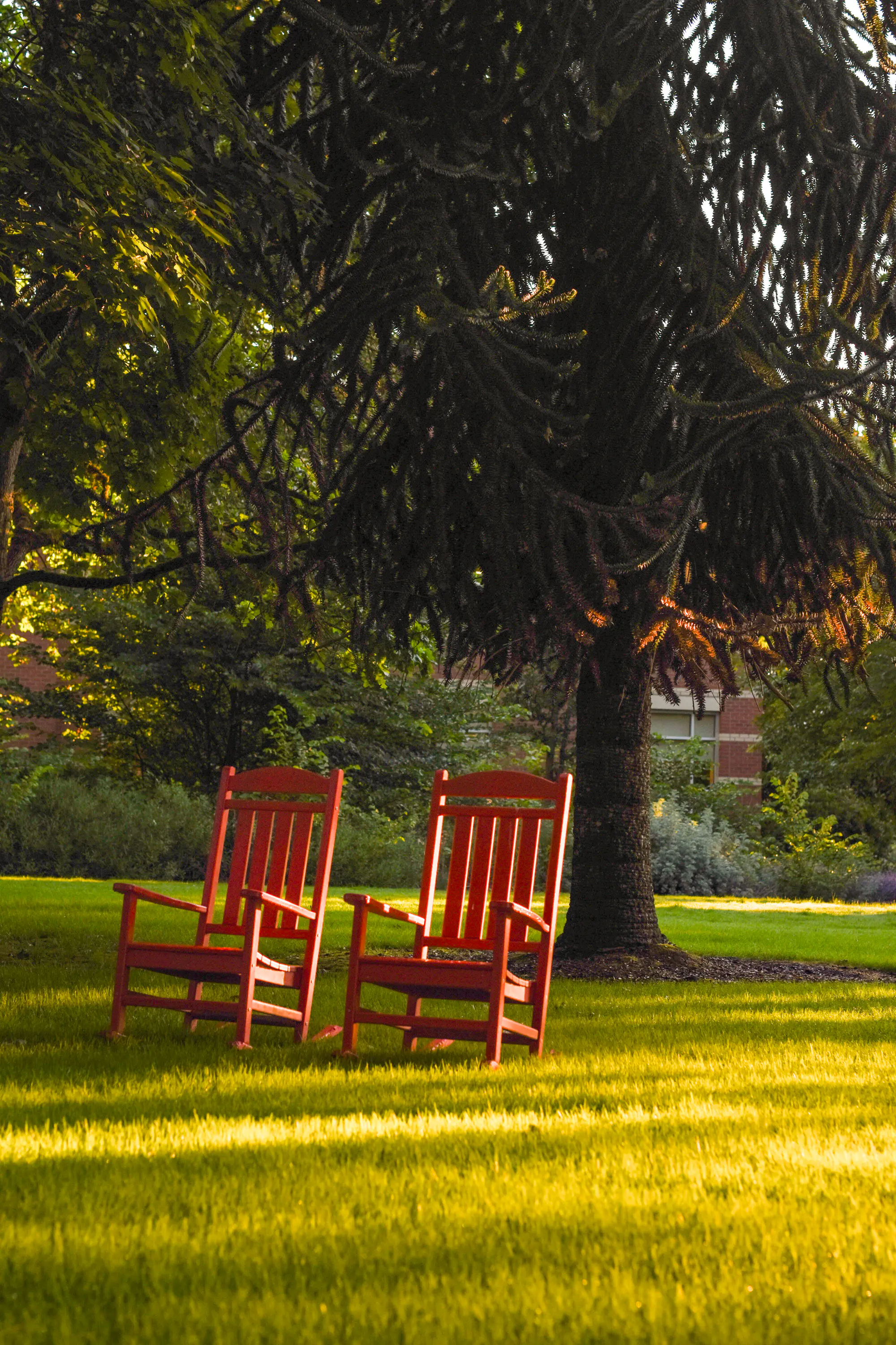 Two red wooden rocking chairs on a sunlit lawn beneath a large shaded tree