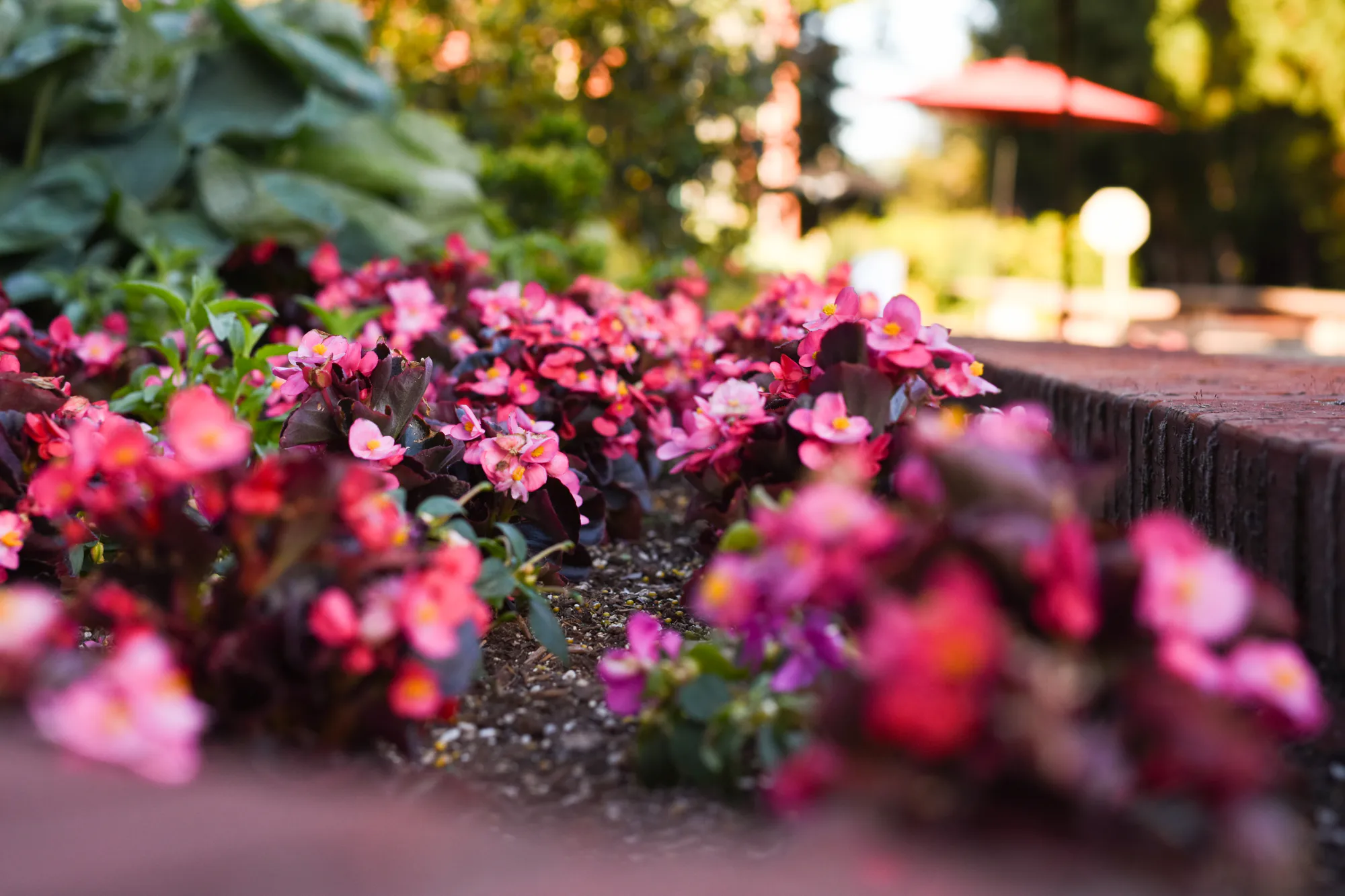 Close-up of pink bedding flowers along a brick garden edge with a blurred patio umbrella in the background