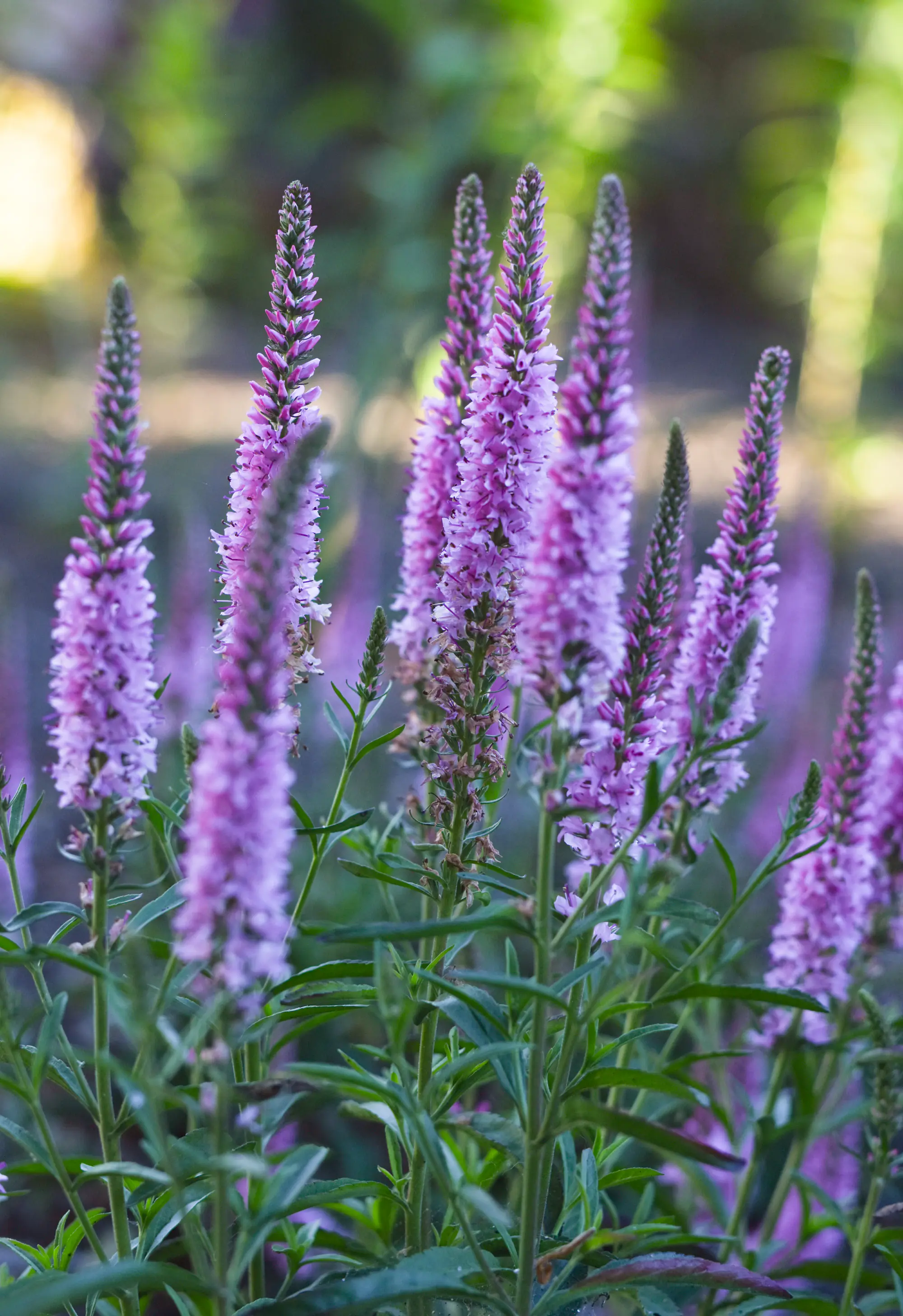Close-up of pink-purple spiked wildflowers with green foliage and soft bokeh background