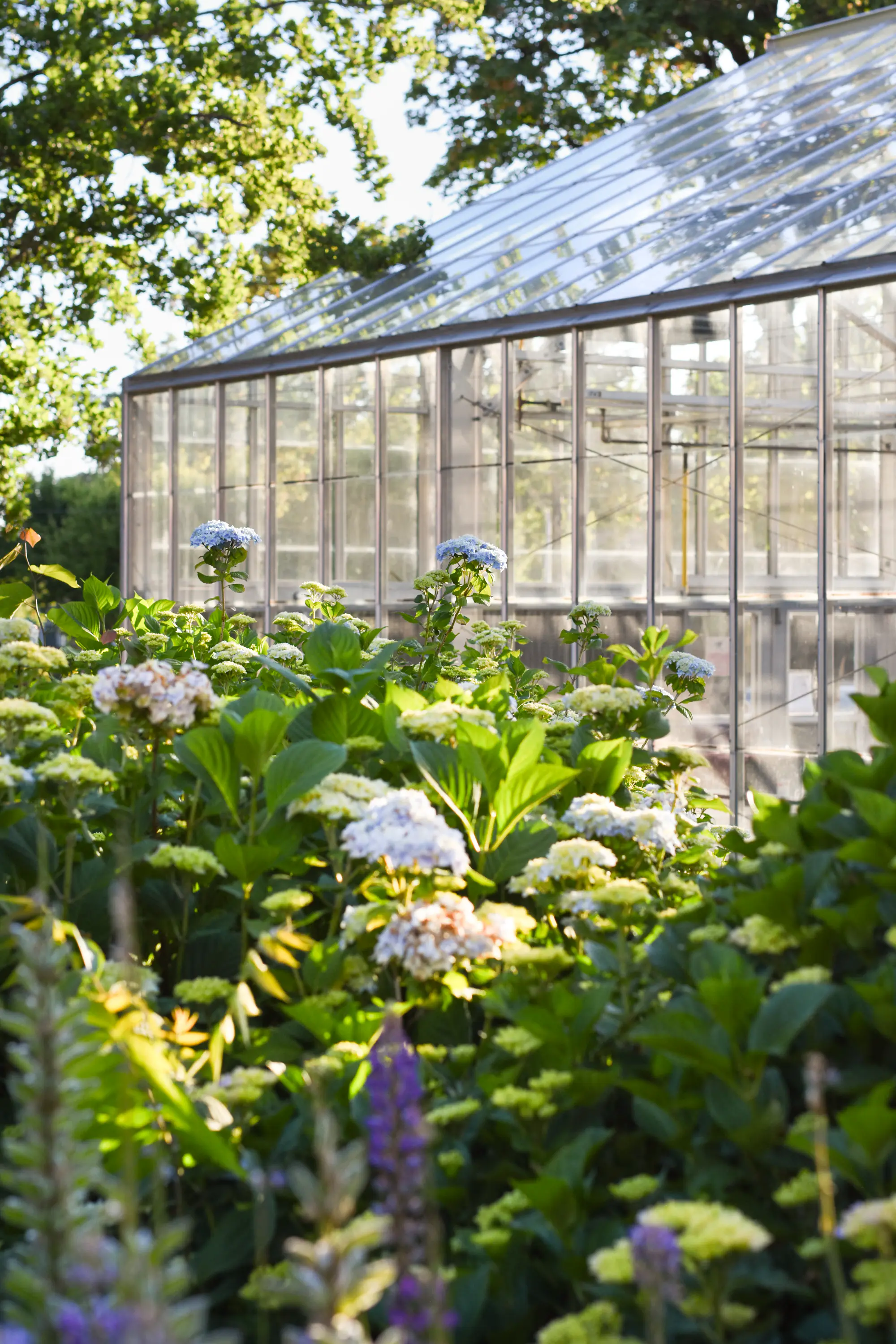 Sunlit glass greenhouse behind blooming hydrangea bushes and green foliage