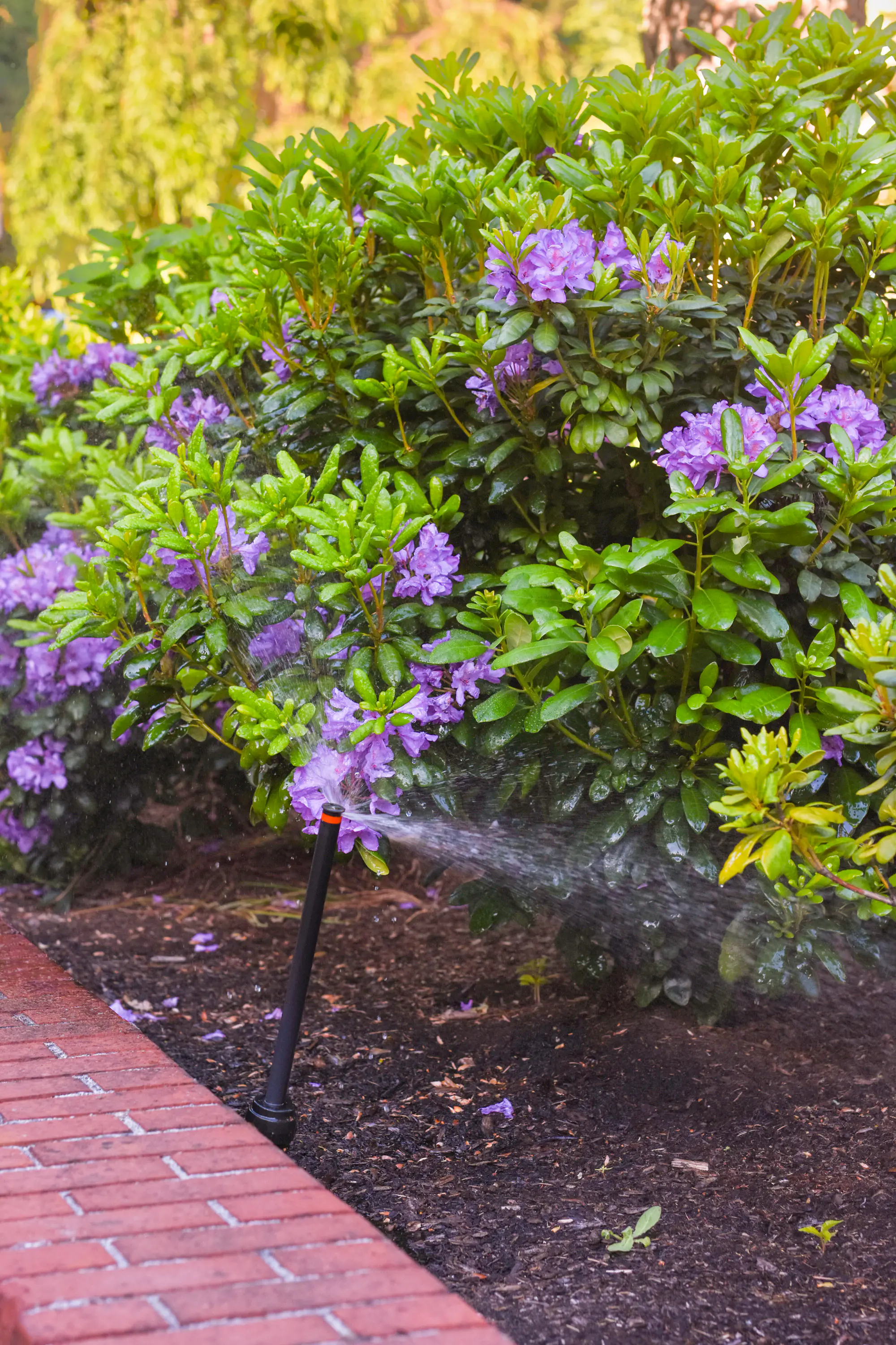 Purple rhododendron bushes and green foliage being watered by a sprinkler next to a brick walkway