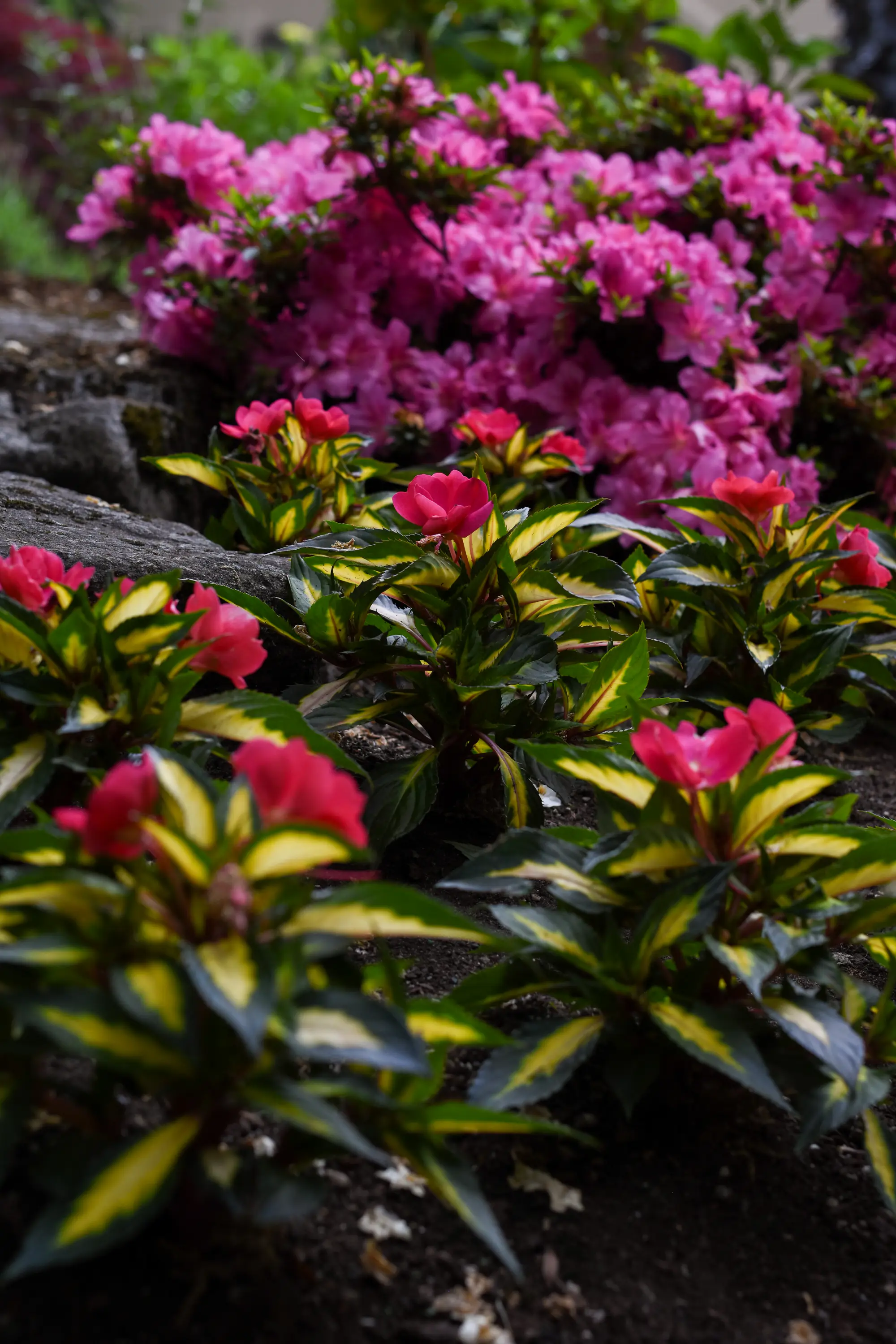 Pink impatiens with variegated yellow-green leaves in front of dense pink azalea shrubs