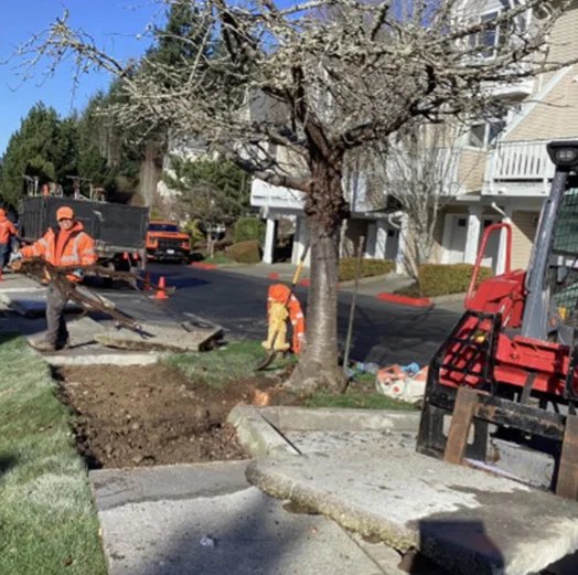 Construction workers are repairing a sidewalk in a residential area. A tree is near the work site, and a forklift is parked nearby. The sky is clear, and safety cones are visible.