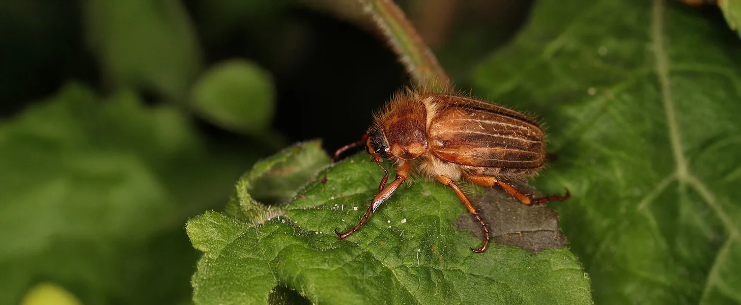 Close-up of a brown fuzzy beetle with striped wing covers and spiny legs perched on a green leaf against a blurred dark green background