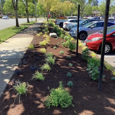 A landscaped garden bed runs along a sidewalk next to a parking lot with cars. The garden bed has various small shrubs and plants, with a view of trees and more cars in the background.