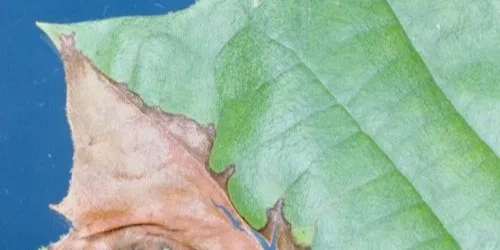A green leaf with a section that is brown and dry, indicating possible disease or damage, set against a blue background. The dry area has a crispy texture and irregular edges.