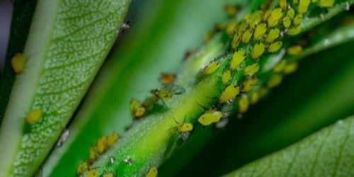 A close-up image shows a green plant stem covered with numerous small yellow and green aphids. The aphids are clustered together, feeding on the plant while some are scattered on the leaves.