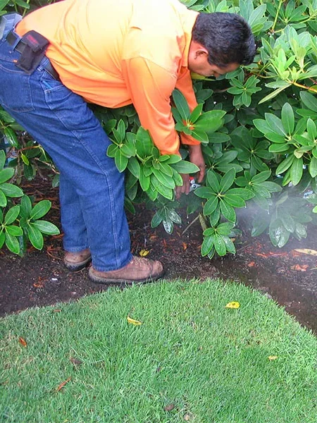 A person in an orange shirt and blue jeans adjusts a sprinkler nozzle hidden among green bushes near a grassy area. Water can be seen spraying from the nozzle.