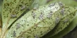 Leaves with small insects and dark spots, indicating possible infestation or disease. The leaves are green with clear signs of damage.
