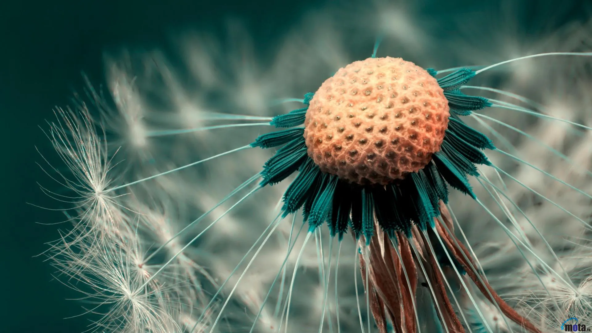 Macro close up of a dandelion seed head with most seeds dispersed, showing an orange textured center and teal filaments and remaining white seeds on a teal background