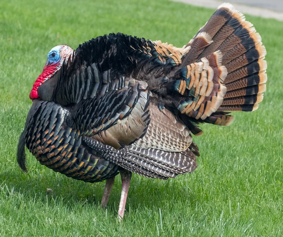 A wild turkey with vibrant plumage, including a red and blue head, black and brown feathers, and a fan-shaped tail, stands on lush green grass.